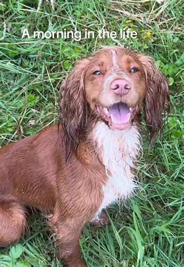 A Morning Training Dogs: The Spaniel Diaries