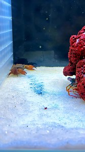 438K views · 1.8K reactions | Mantis shrimp vs crab 壘咽呂 | Bryce Hall | Facebook