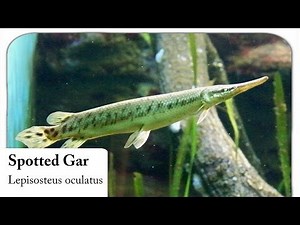 [HD] Spotted Gar / Gefleckter Knochenhecht - Lepisosteus oculatus