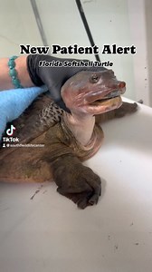 Fun Fact: While many turtles have a shell that is made of keratin, the shell of the Florida Softshell Turtle is made of cartilage! This Florida Softshell Turtle (24-2167) was found on the side of the road in a distressed state. During her initial exam, our clinic staff noted significant trauma to a toe on the right foot that required medical attention. A surgery was performed and the toe was amputated. The surgery was a success and the patient was moved to one of our outdoor habitats for rehabil