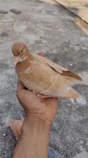 6 colour kabutar 🥰🕊️💗 #pigeon #kabootarloft05 #shortsfeed #viral