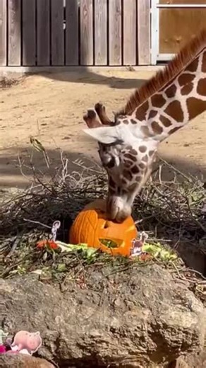 Giraffe Gets Pixar-Themed Treats to Celebrate Second Birthday