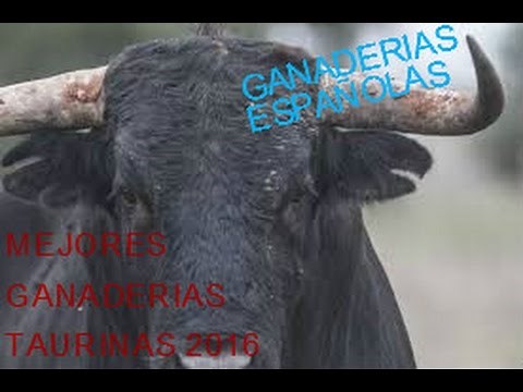 LAS 5 MEJORES GANADERIAS DE TOROS BRAVOS EN ESPAÑA