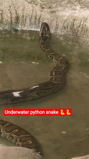 underwater python snake 🐍#python #zoo #photography #trend #snake #trendingshorts #foryou #shortsfeed
