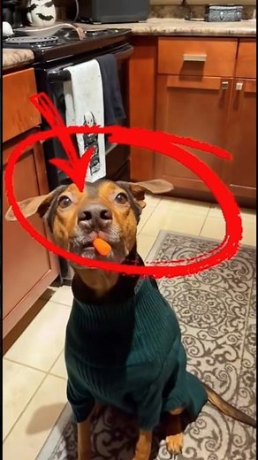 Today’s top dogs funny eating moments #funny #dog #pets