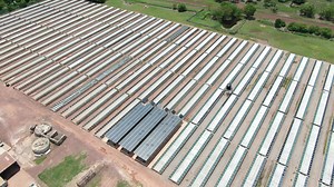 Crocodile farming cruelty