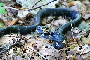 5 Types of Kingsnakes in Arkansas (Pictures) - Reptile Jam