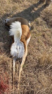 Springbok: the white patch on their hindend is used to attract a mate. Also, known as pronking, springboks will release a special scent for up to 30-45 seconds once they die. Most people say it’s similar to honey or cotton candy 🍭 Springbok can run up to 56 mph and survive in harsh climates with extremely limited water. #wildafricansafarisza #springbok | Wild African Safaris ZA
