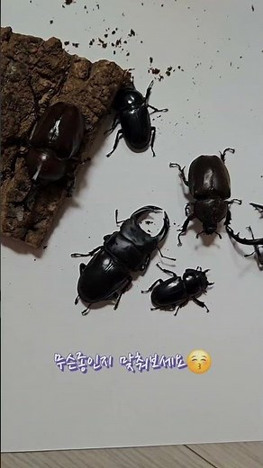 사슴벌레와 장수풍뎅이 집에서 키우기 #insects
