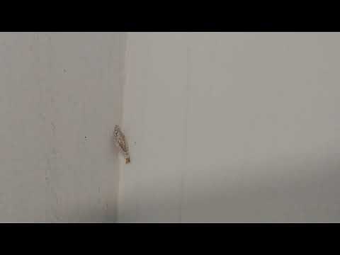 Removing Plaster bagworms from the walls of your garage with a vacuum or brush: Naturepest tutorial