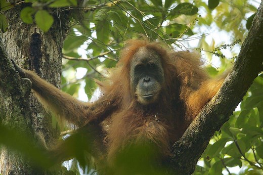 Tapanuli Orangutan