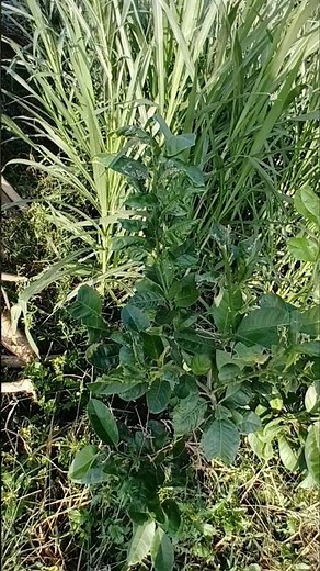 Watch our Ruby Red grapefruit tree grow from a sapling tangy fruit #Grapefruit #GardeningTips#fruit