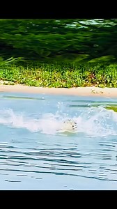 Tiger 🐅 | Beautiful nature