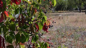 Fall garden hedge overgrown by Virginia creeper also called Parthenocissus Quinquefolia with autumn color leaves and ripe blue berries. Red leaf of wild grape closeup on dried grass in arid garden