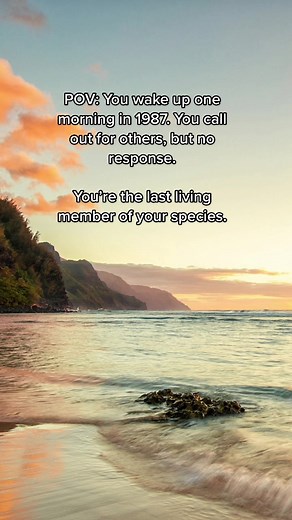 This footage captured one of the last remaining Kauaʻi ʻōʻō in existence. He would spend his final days with no luck finding others of his kind. #extinction #extinctanimals #pov #conservation #kauaioo