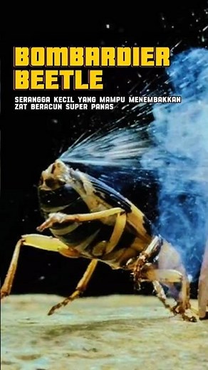 This Insect Is Very Dangerous: Its Butt Can Shoot Poison! 🔫💣 #shorts #animals