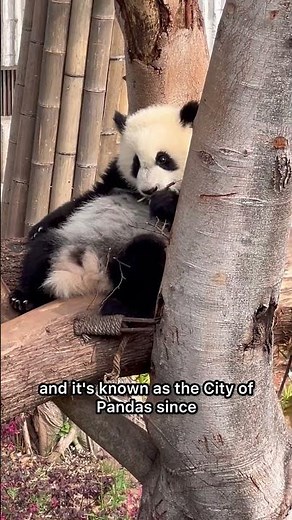 Discover the City of PANDAS! It's Chengdu in Sichuan, China! #chengdu #panda #china
