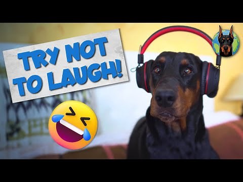 Funniest Moments of Life with a Doberman—Video Compilation