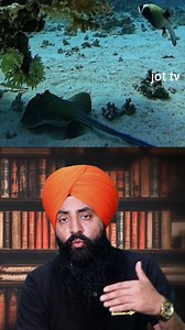 The 'Most Useless Fish' in the Ocean? Debunking the Myths About the Ocean Sunfish 🐟 #OceanSunfish | JoT Tv Australia