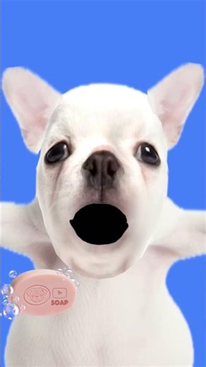 mochi alien dog pibble belly wash wash#pibblewashmybelly5