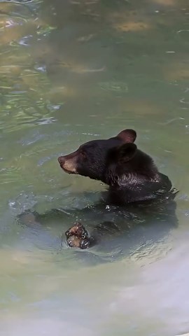 Baby bear Raisin cools off with a poolside splash