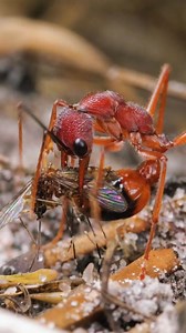 If These Tiny Animals Were Huge, We'd Be Doomed! | Pawsitive Vibes