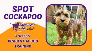 Spot, the 14-week-old Cockapoo, has just completed her 3-week residential stay with us! This sweet little girl has brought so much love and joy to her new family after the heartbreaking loss of their previous dog to cancer. With her parents both working busy jobs, they decided some time with a trainer would give Spot (and them!) the best possible start. Their main goals were to take Spot out without being pulled around and to feel confident in her recall. During her stay, we focused on building 