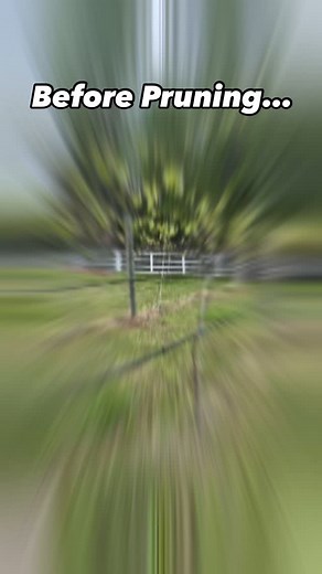 Early spring pruning is very important for the health of the grapes. Before and after, you will see what looks very aggressive pruning, but actually helps the overall growth! We survived the late frost risks and we have flower buds a.k.a. grapes on the vine heading into our 2025 season! #grapes #vineyard #farm #wine | Poplar Springs Farm