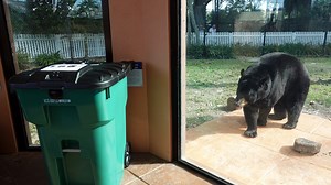 Bear-proof garbage containers roll out in Collier County