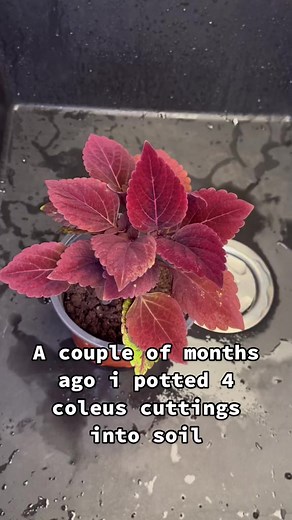 3 tips for coleus care 1 Set the plant in place where it recive #houseplants #plantpeople #planttips #plants #plantlife #gardening #plantlover | Home ThePlanter