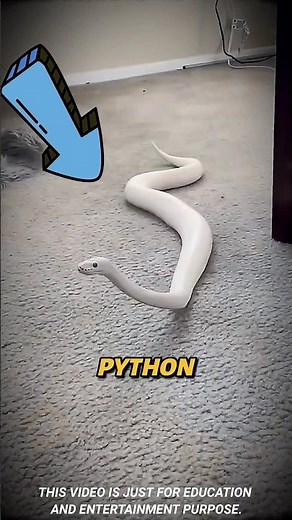 The Rare White Python You’ve Never Seen Before