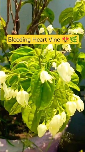 Bleeding heart vine Plants 🌿 How to grow vine Plants from cutting | #shortsfeed #plants #shorts #yt