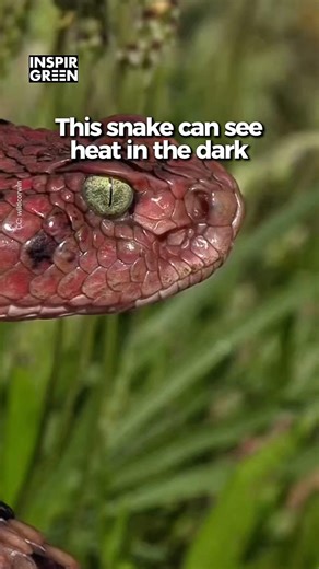 Rattlesnakes Hunt Blind But Never Miss #science #wildlife