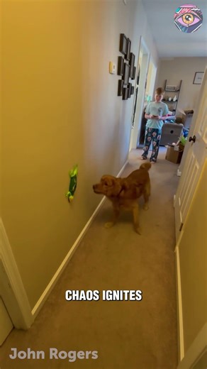 Dog vs Remote Control Lizard 😂🐶🦎