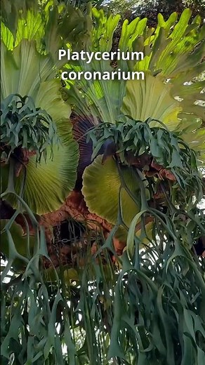 Check Out This INSANE Monster Platycerium coronarium At Doc Block’s - Find Out More!