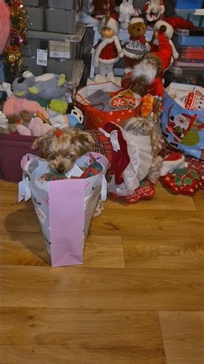 Где мои 🎄🎁подарки?#Shorts​​#york​​#Dog​​#kalėdos #christmas #рождество #