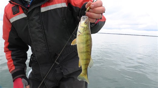 Jigging for perch - no live bait