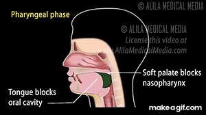 Swallowing Reflex, Phases and Overview of Neural Control, Animation. on Make a GIF