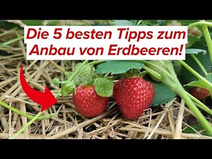 The 5 best tips for growing strawberries! *Beginner-friendly*