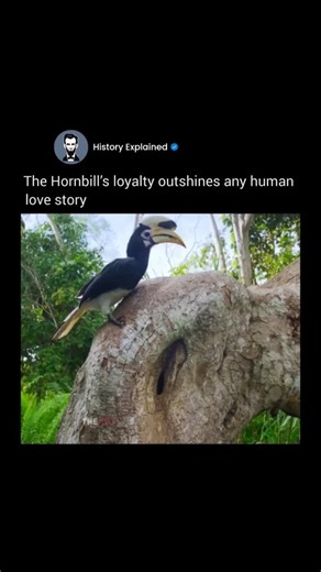 History Explained on Instagram: "Follow @HISTORY__EXPLAINED for more interesting content! ✅ Forget fairy-tale romance—one of the most powerful love stories in the natural world belongs to the hornbill. These striking, long-lived birds form bonds built on extraordinary trust, sacrifice, and loyalty, especially during nesting season. When it’s time to raise their young, the female retreats into a hollow tree cavity. Together, the pair seals the entrance with a hardened mixture of mud, droppings, a