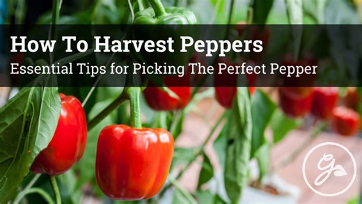 When And How To Pick Peppers For The Best Flavor