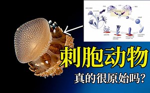 真的很原始吗？从数亿年前走来，古老的无脊椎巨人【刺胞动物】