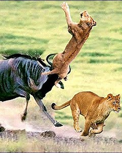 8.8K views · 88 reactions | 28 Terrifying Acts Of Animals Violently Attacking Other Animals Caught On Camera vs | Eating Sounds | Facebook