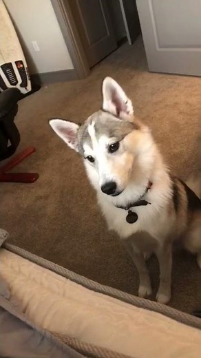 MUST TRY WITH YOUR DOG! Puppy reacts to sounds Dogs React too. (As Seen On TikTok ) ORIGINAL VIDEO