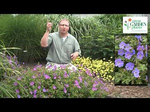 Best Long Blooming Perennial Groundcovers For The Sun Garden