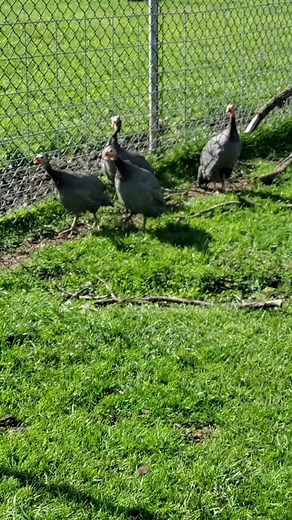 Glacier View Farm on TikTok