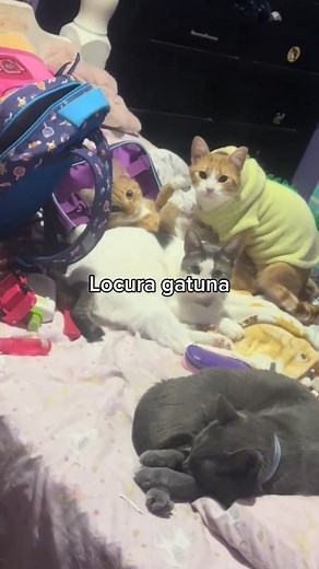 5.7K views · 28K reactions | Pero que hacían?掠 #reels #cats #catlover #funny #catcore #funnypets #pov #crazycat | PerritoFeliz | Facebook