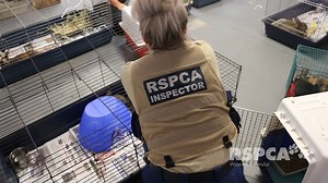 6K views · 99 reactions | It’s all paws on deck at the RSPCA Animal...