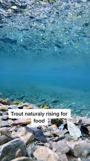 Trout Feeding Habits Revealed in Underwater Video