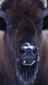 Breath of the ancient 🔊 #bison #yellowstonenationalpark #wildlifephotography #americanbison | Mark Bouldoukian Photography